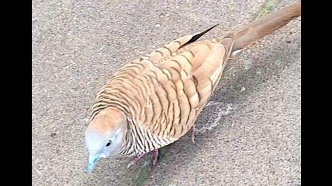 THIS BIRD HAS BLUE EYES AND BEAK. ITS FEATHER HAS A NICE COLOR TOO