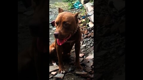 #anjing #anjinglucu #anjingpintar #pitbull #shorts #short #shortvideo