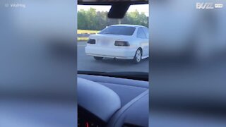 Driver spotted carrying a pony on the backseat