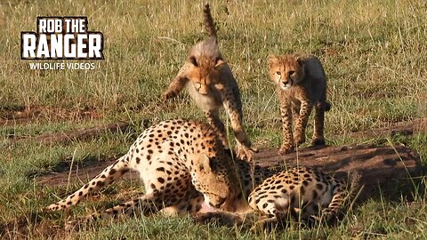 Two Cute Cheetah Cubs | Lalashe Maasai Mara Safari