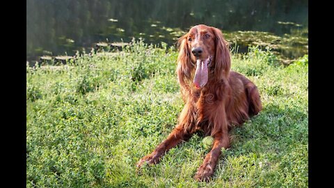 Borzoi o Russkaya Psovaya Borzaya , É uma raça de cão desenvolvida na Rússia.