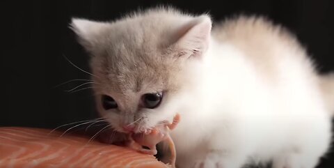 SATISFYING I ASMR Cats Eating Salmon