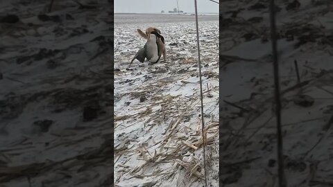 Golden Retriever Carrying A Large Goose 👀 #goldenretriever #waterfowl #waterfowlhunting