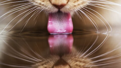 How do cats drink water? Are you sure? Look at this!