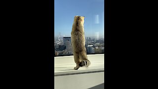 Cat Catches A Fly On The Window Of The 22nd Floor