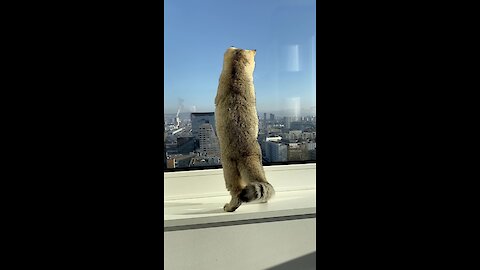 Cat Catches A Fly On The Window Of The 22nd Floor