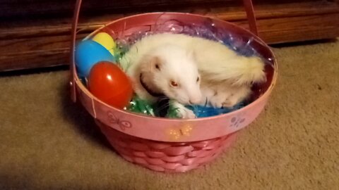 Snowball trying out to be the new Cadbury Bunny