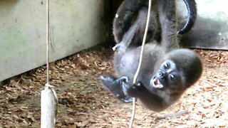 Baby Monkey Rescued From Black Market Plays For The First Time