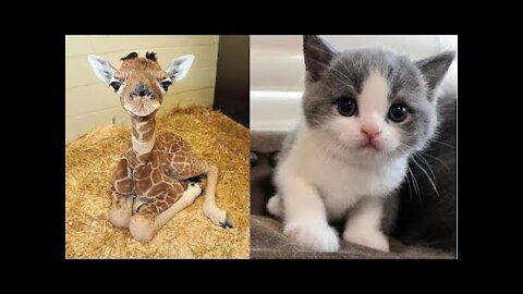 Cutest baby animals Cute moment of the Animals Videos Compilation