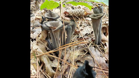 Craterellus cornucopioides Black trumpet, Black Chanterelle