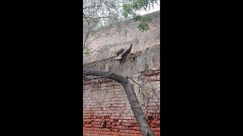 Peacock 🦚 in park