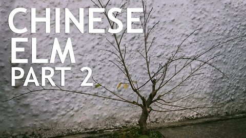 Chinese Elm Bonsai From Amazon, Part 2