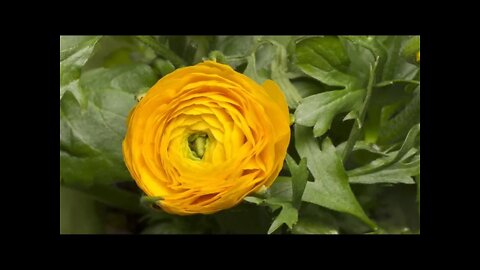 Meditation music - Blooming Flowers; calm; peaceful; study music; mental wellness; sleep