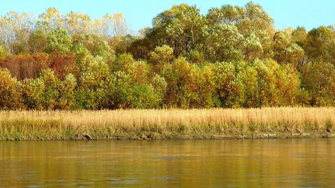 SOUNDS OF THE RIVER, BIRDSONG, VOICES OF NATURE REST AND GOOD SLEEP 2022 ЗВУКИ РЕКИ, ПЕНИЕ ПТИЦ,