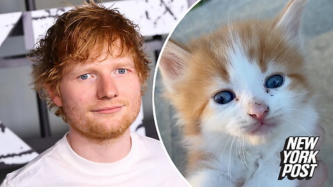 Cat that looks like Ed Sheeran is 'Purr-fect'