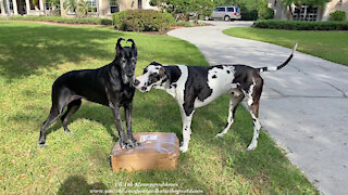 Funny Great Danes Prefer Playing With A Package To Delivering Newspaper