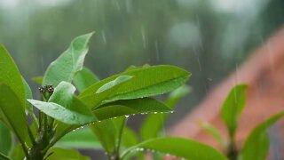 Close Up Shot Rain Drops Falling On Leaves