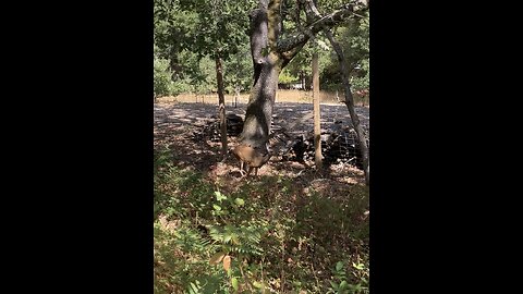 A Deer 🦌 on the Walking Trail #deer