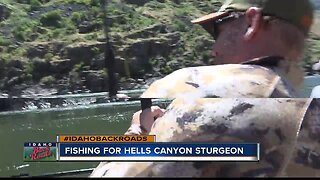 Catching Snake River Sturgeon