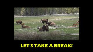 Bison herd resting and a baby takes a nap