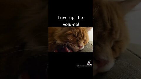 Maine Coon Kitten Turn Up the Volume