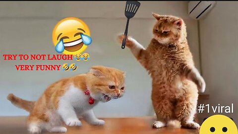 Funniest animals || DOGS AND CATS FUNNY 🤣🤣 || TRY TO NOT LAUGH CHALLENGE.