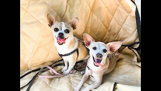 Pet of the Week: Tinkerbell & Peanut