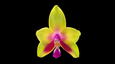 2021-10 October St Augustine Orchid Society Virtual Show Table