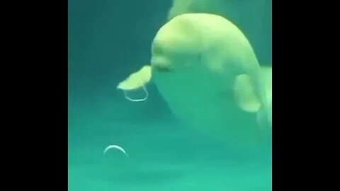 Beluga whale having fun 🐳🤗