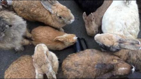 Centinaia di conigli vivono in un'isola chiamata Okunoshima