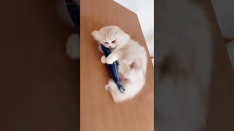 “The Battle😾🆚🐟 🔥” Cute cat short Video Cute funny Cat #shorts #cutecats #funnycats #cats