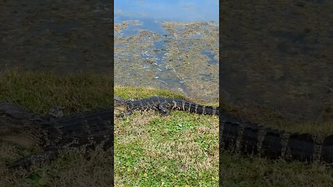 Baby Alligator