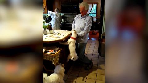 "Puppy Champagne: Dogs Are Super Excited As Owner Opens Bottle"