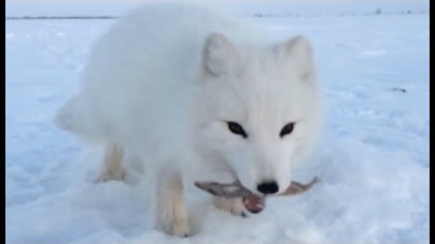 Baby Arctic Fox Steals Mans Fish