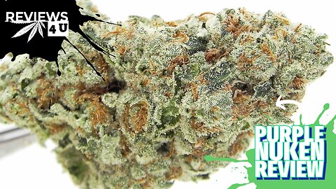 PURPLE NUKEN STRAIN REVIEW | REVIEWS 4 U