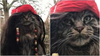 Ce chat est le prochain Jack Sparrow!