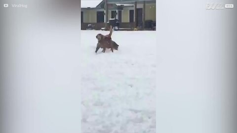 Ce toutou rêve d'être une boule de neige