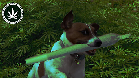 Animals on WEED I Funny