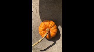 This Pumkin POKED ME!!