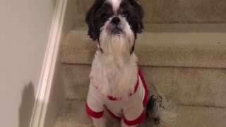 Cute Dog Afraid Of Bath Time