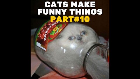 Funniest Cats #10