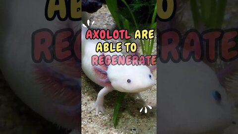 ᓬ(•⤙•๑)ᕒ Discover Fascinating Animal Facts👀 #shorts #shortsfact #animalfacts #axolotl #axolotls