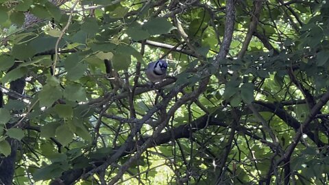 Blue Jay jumpy