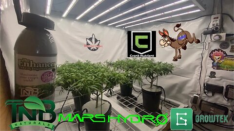 Bad Ass Seeds Magdalene, @Mars Hydro fce8000 @GrowTek fertigation @TNB Naturals @Cronk Nutrients