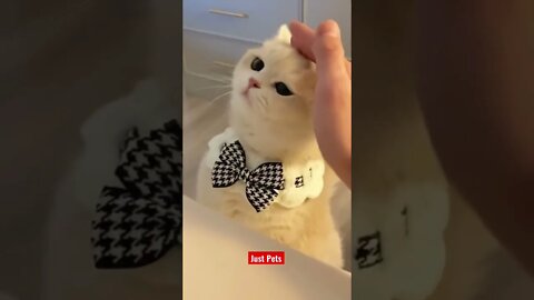 Cute cat will take your stress away #shorts #cute #cat #tiktok