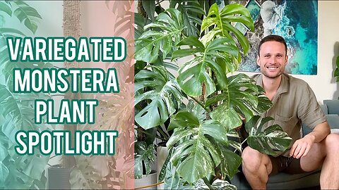 VARIEGATED MONSTERA - Moss Pole Extension & Plant Spotlight