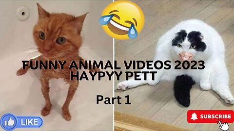 Funny animal videos 2023 / Haypyy Pett (Part 1)