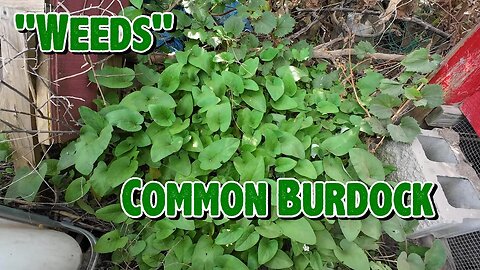 Weeds: Common Burdock