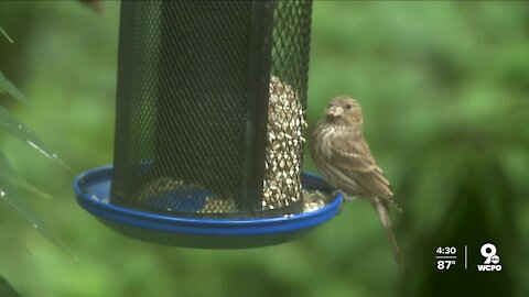 Wildlife officials investigating mysterious illness affecting area birds