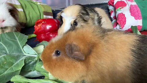 Guinea pigs breakfast is served